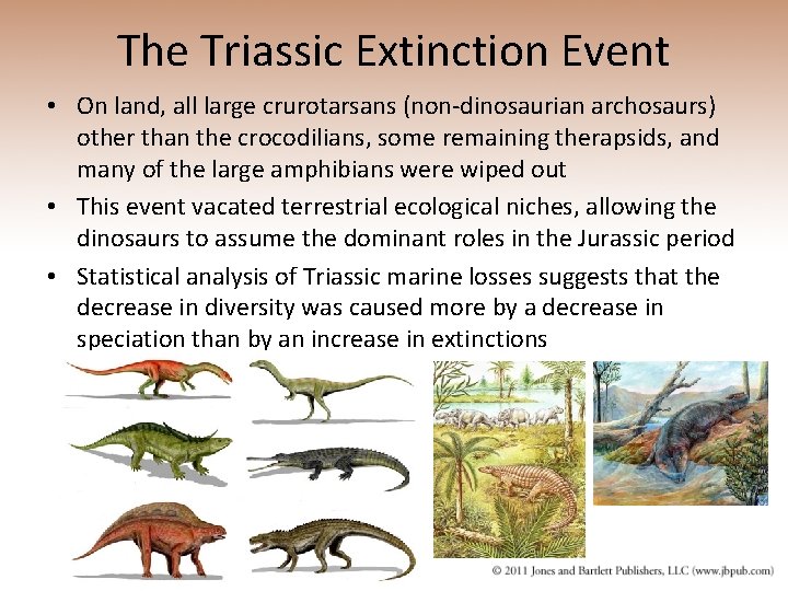 The Triassic Extinction Event • On land, all large crurotarsans (non-dinosaurian archosaurs) other than