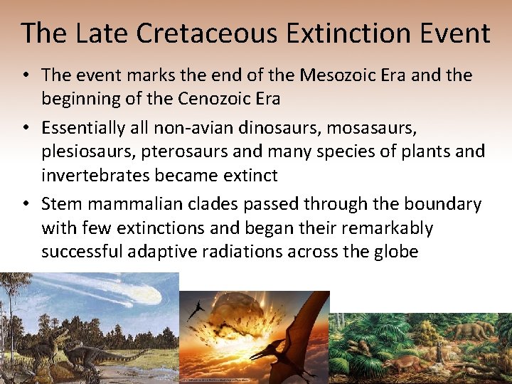 The Late Cretaceous Extinction Event • The event marks the end of the Mesozoic