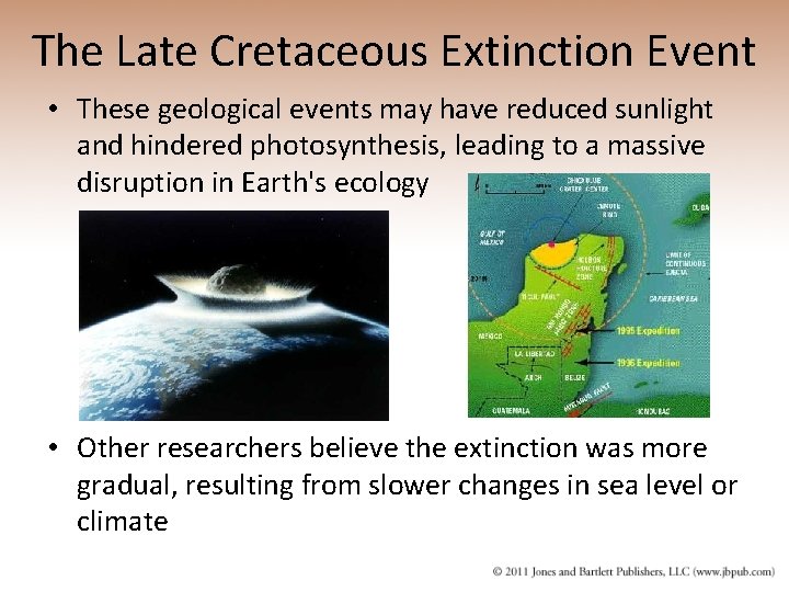 The Late Cretaceous Extinction Event • These geological events may have reduced sunlight and