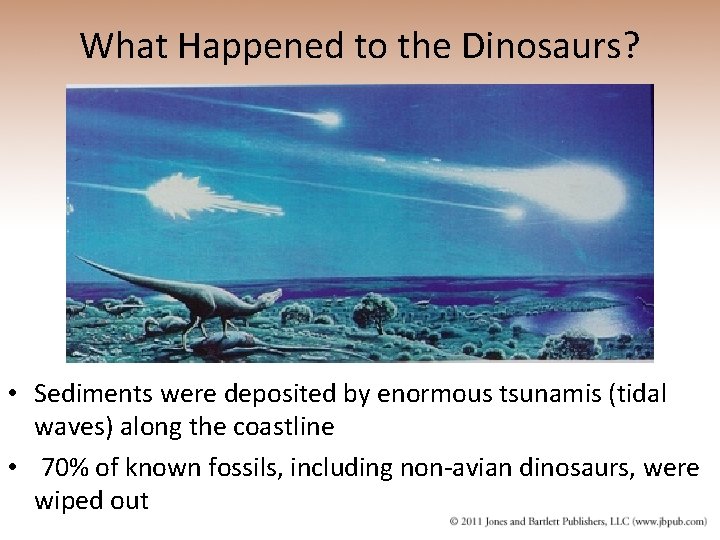 What Happened to the Dinosaurs? • Sediments were deposited by enormous tsunamis (tidal waves)