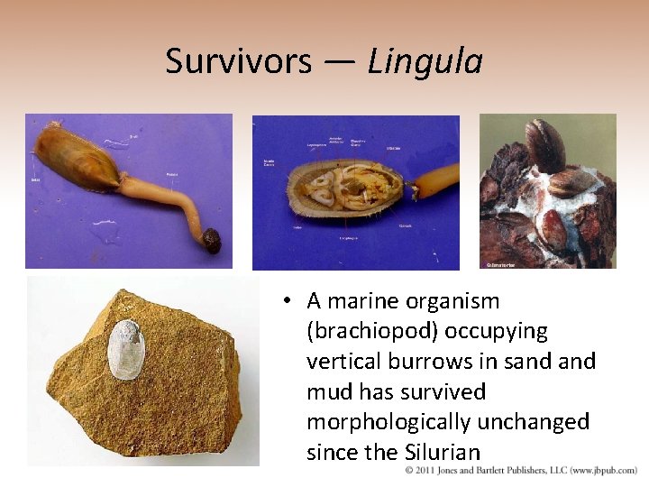 Survivors — Lingula • A marine organism (brachiopod) occupying vertical burrows in sand mud