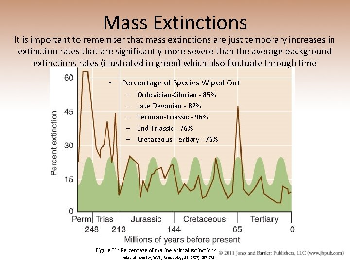 Mass Extinctions It is important to remember that mass extinctions are just temporary increases