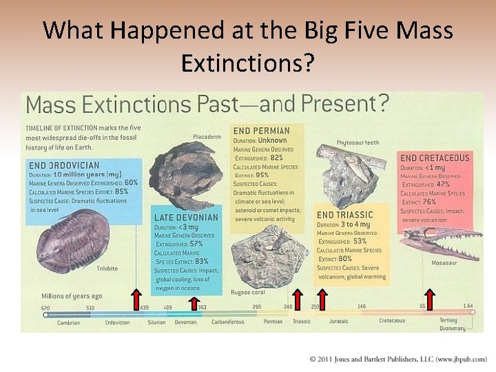 What Happened at the Big Five Mass Extinctions? 