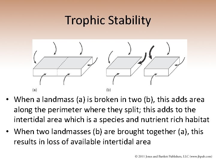 Trophic Stability • When a landmass (a) is broken in two (b), this adds