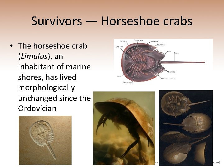 Survivors — Horseshoe crabs • The horseshoe crab (Limulus), an inhabitant of marine shores,