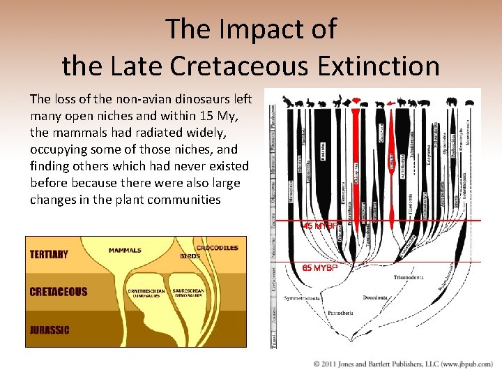 The Impact of the Late Cretaceous Extinction The loss of the non-avian dinosaurs left