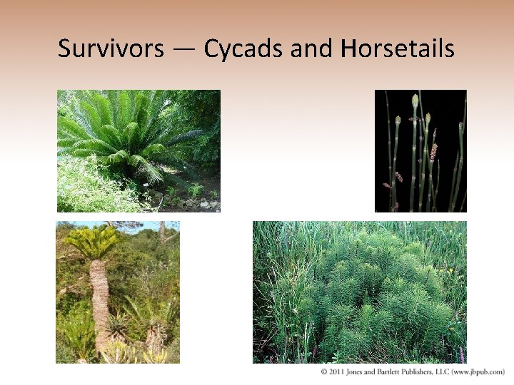 Survivors — Cycads and Horsetails 