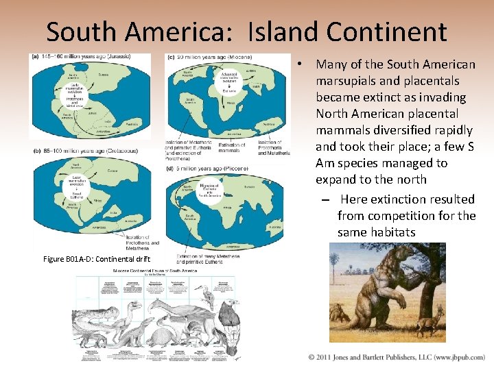 South America: Island Continent • Many of the South American marsupials and placentals became