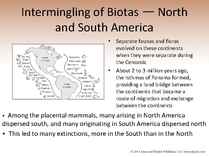 Intermingling of Biotas — North and South America • Separate faunas and floras evolved