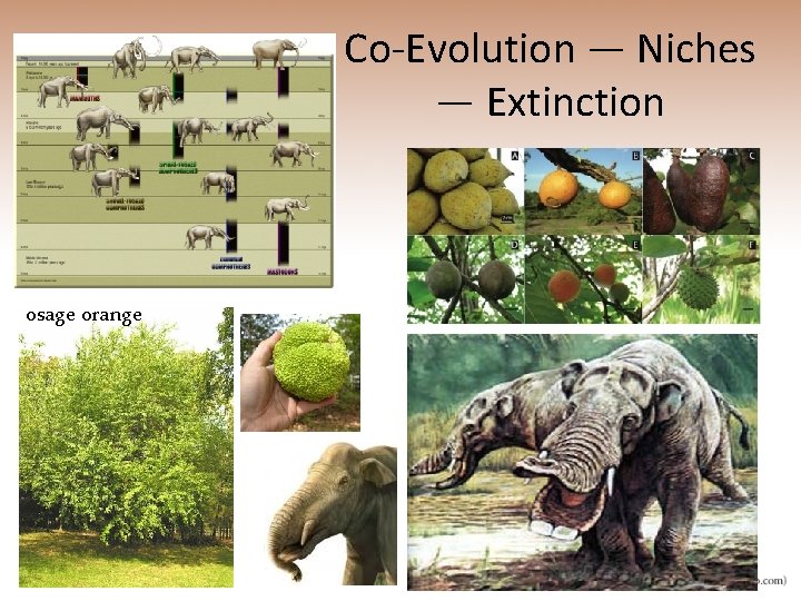 Co-Evolution — Niches — Extinction osage orange 