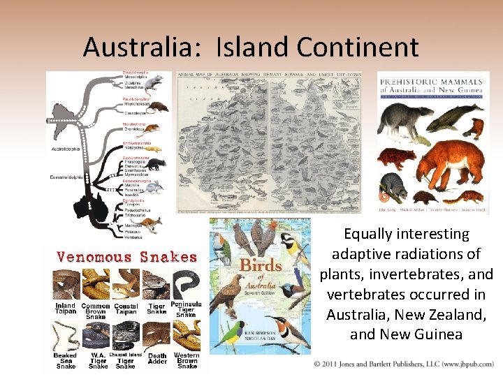 Australia: Island Continent Equally interesting adaptive radiations of plants, invertebrates, and vertebrates occurred in
