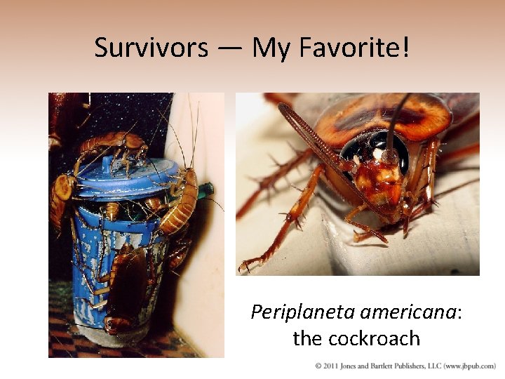 Survivors — My Favorite! Periplaneta americana: the cockroach 
