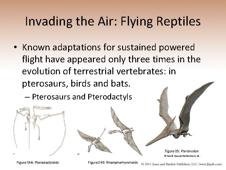 Invading the Air: Flying Reptiles • Known adaptations for sustained powered flight have appeared