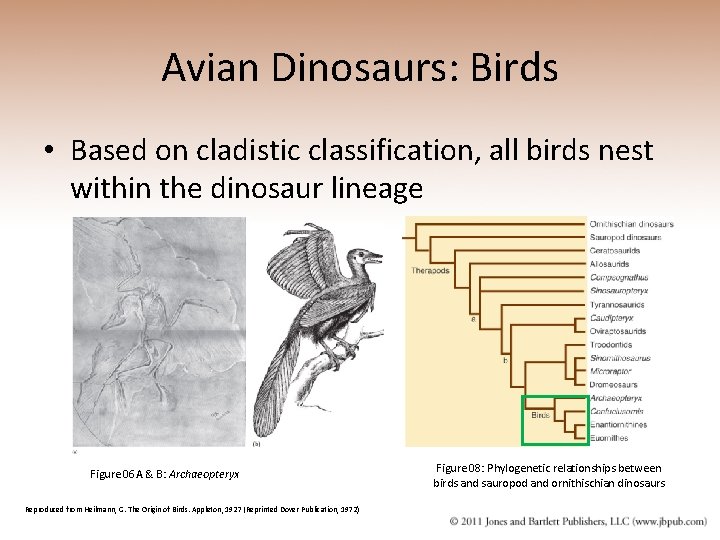 Avian Dinosaurs: Birds • Based on cladistic classification, all birds nest within the dinosaur