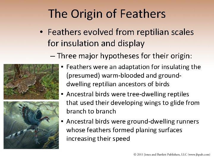 The Origin of Feathers • Feathers evolved from reptilian scales for insulation and display