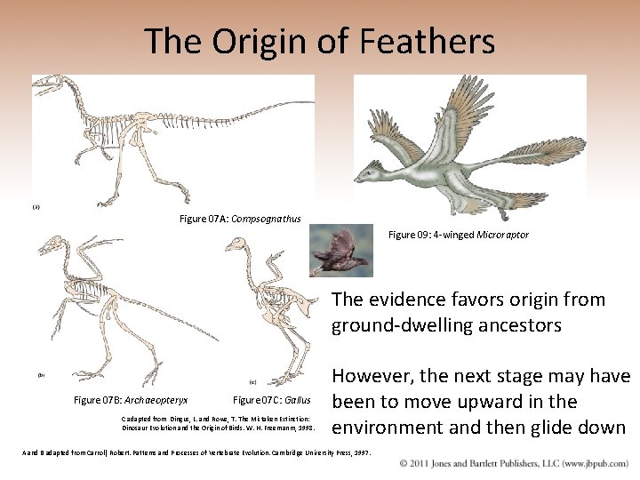 The Origin of Feathers Figure 07 A: Compsognathus Figure 09: 4 -winged Microraptor The