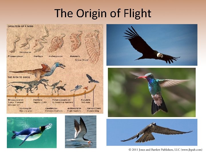 The Origin of Flight 