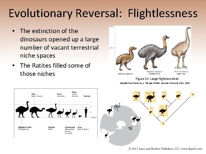 Evolutionary Reversal: Flightlessness • The extinction of the dinosaurs opened up a large number
