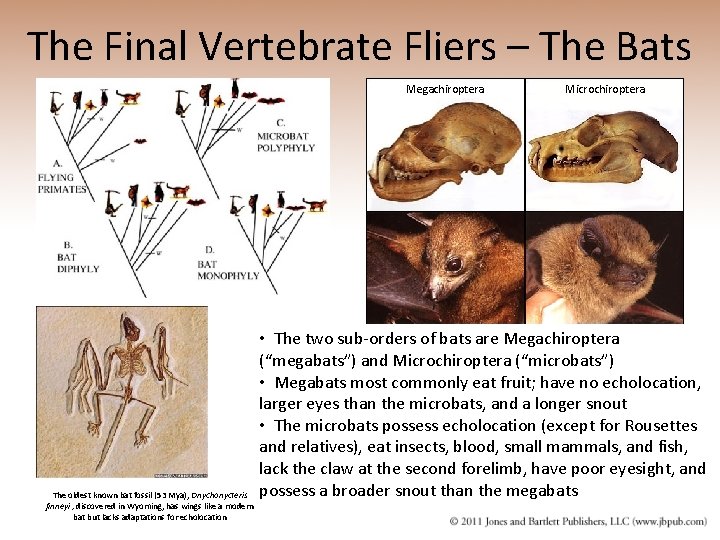 The Final Vertebrate Fliers – The Bats Megachiroptera The oldest known bat fossil (53
