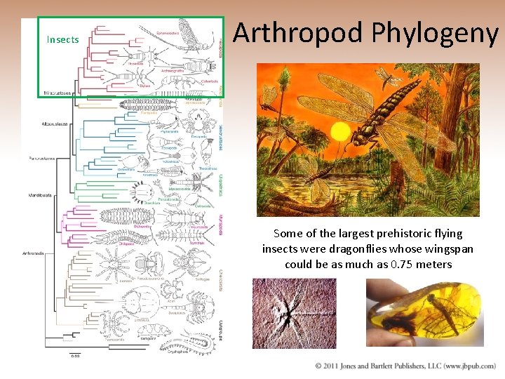 Insects Arthropod Phylogeny Some of the largest prehistoric flying insects were dragonflies whose wingspan