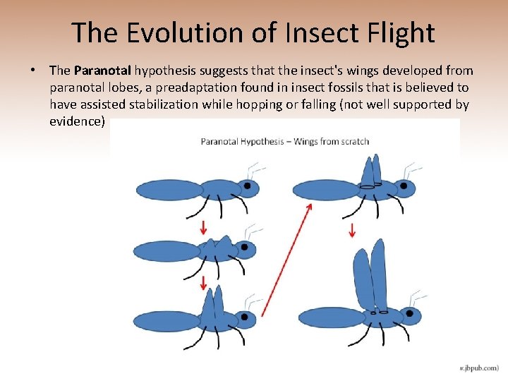 The Evolution of Insect Flight • The Paranotal hypothesis suggests that the insect's wings
