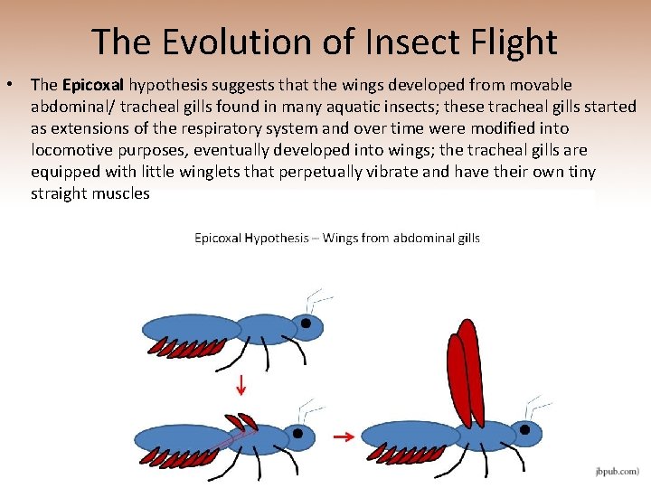 The Evolution of Insect Flight • The Epicoxal hypothesis suggests that the wings developed