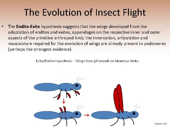 The Evolution of Insect Flight • The Endite-Exite hypothesis suggests that the wings developed