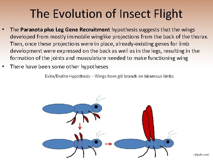 The Evolution of Insect Flight • The Paranota plus Leg Gene Recruitment hypothesis suggests