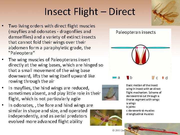Insect Flight – Direct • Two living orders with direct flight muscles (mayflies and