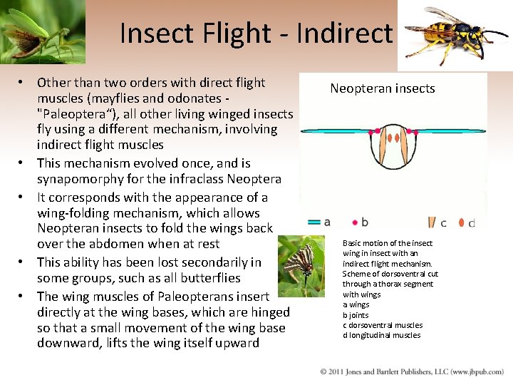 Insect Flight - Indirect • Other than two orders with direct flight muscles (mayflies