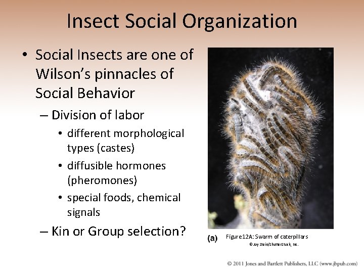 Insect Social Organization • Social Insects are one of Wilson’s pinnacles of Social Behavior