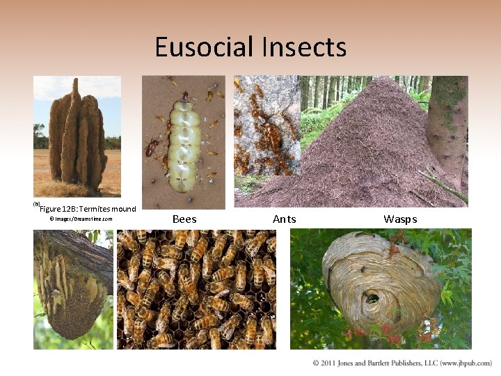 Eusocial Insects Figure 12 B: Termites mound © Imagex/Dreamstime. com Bees Ants Wasps 
