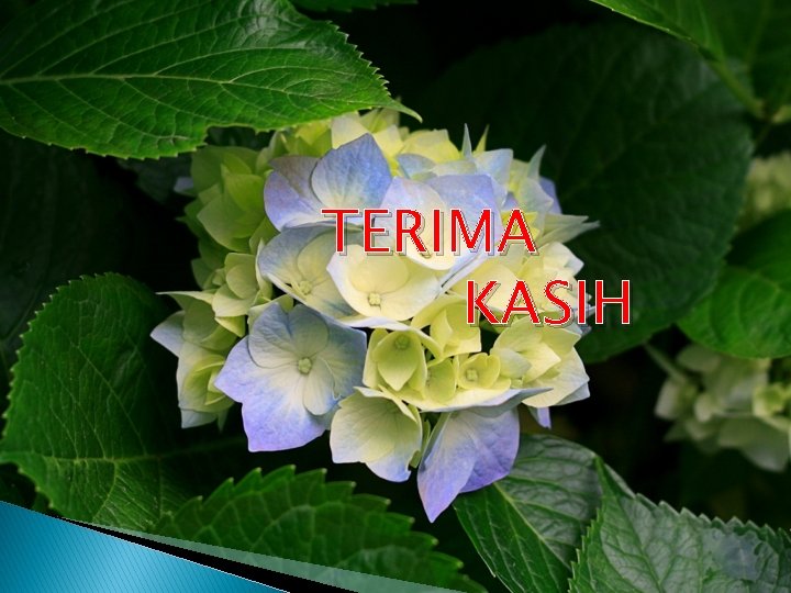 TERIMA KASIH 