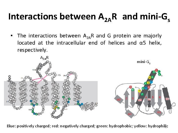 Interactions between A 2 AR and mini-Gs • The interactions between A 2 AR