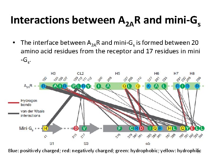Interactions between A 2 AR and mini-Gs • The interface between A 2 AR
