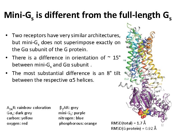 Mini-Gs is different from the full-length Gs • Two receptors have very similar architectures,