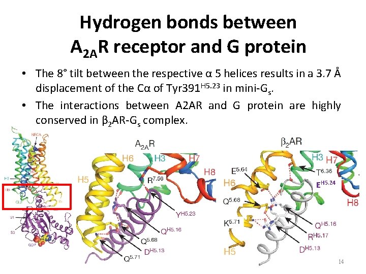 Hydrogen bonds between A 2 AR receptor and G protein • The 8° tilt