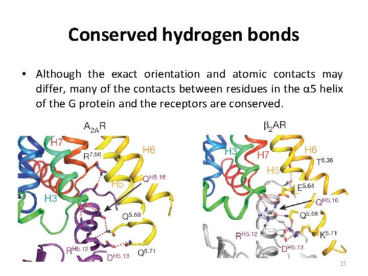 Conserved hydrogen bonds • Although the exact orientation and atomic contacts may differ, many