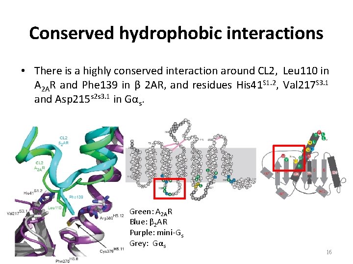 Conserved hydrophobic interactions • There is a highly conserved interaction around CL 2, Leu