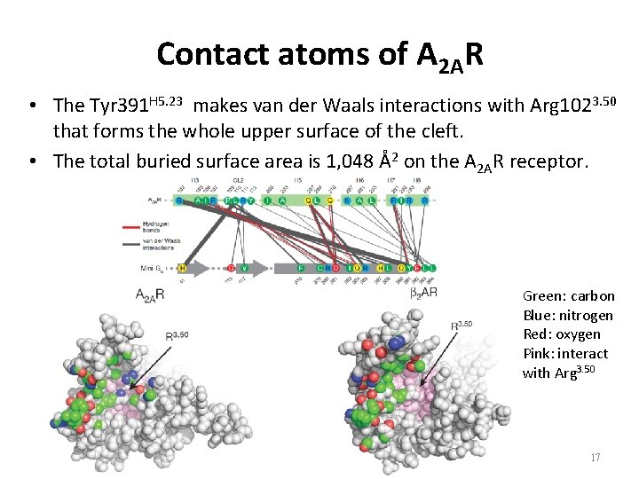 Contact atoms of A 2 AR • The Tyr 391 H 5. 23 makes