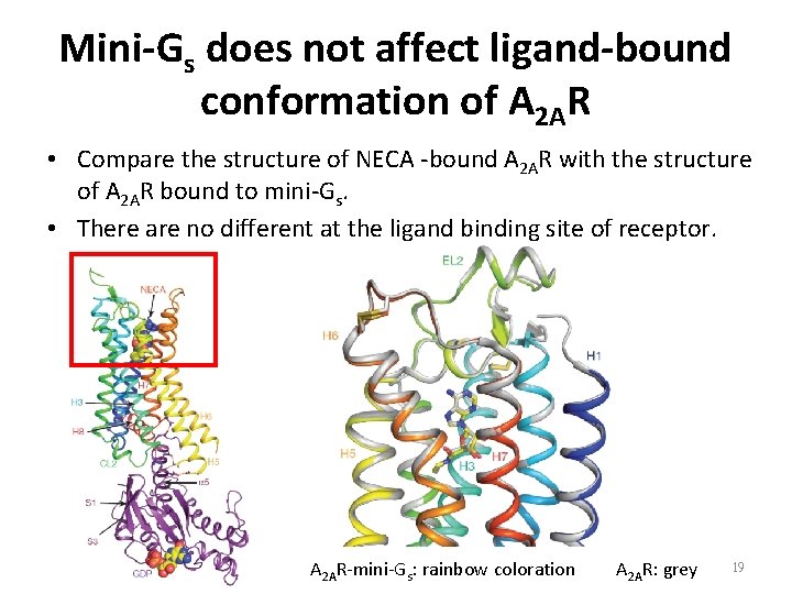 Mini-Gs does not affect ligand-bound conformation of A 2 AR • Compare the structure