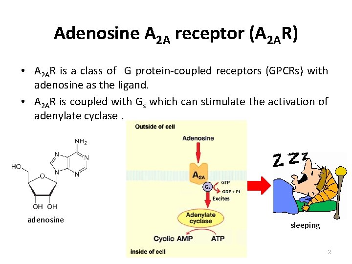 Adenosine A 2 A receptor (A 2 AR) • A 2 AR is a
