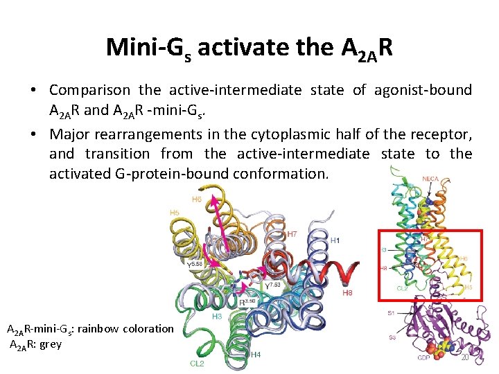Mini-Gs activate the A 2 AR • Comparison the active-intermediate state of agonist-bound A