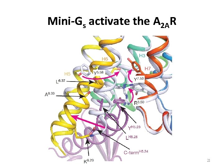 Mini-Gs activate the A 2 AR 21 