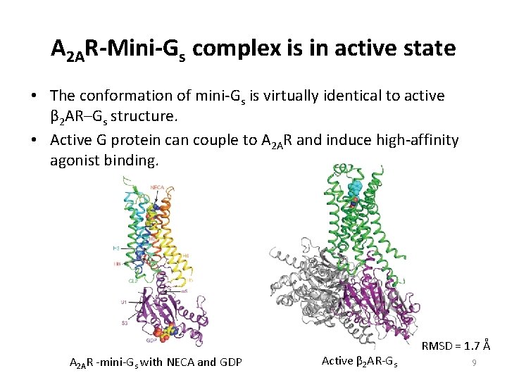 A 2 AR-Mini-Gs complex is in active state • The conformation of mini-Gs is