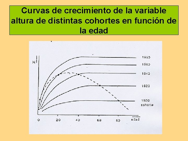 Curvas de crecimiento de la variable altura de distintas cohortes en función de la