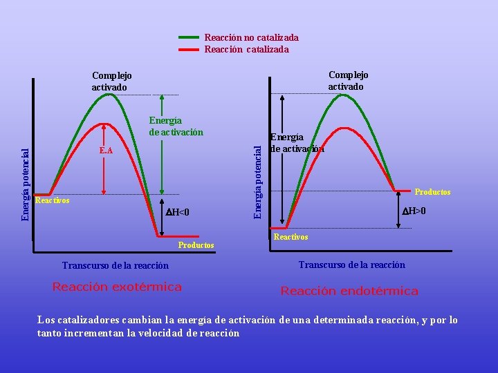 Reacción no catalizada Reacción catalizada Complejo activado E. A Reactivos H<0 Productos Energía potencial
