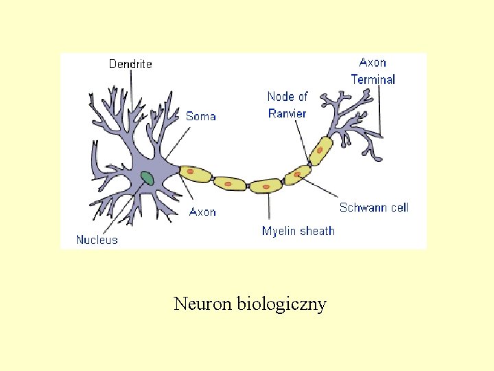 Neuron biologiczny 