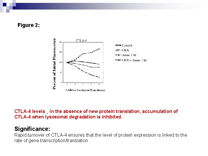 Figure 2: CTLA-4 levels ↓ in the absence of new protein translation, accumulation of