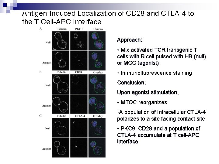 Antigen-Induced Localization of CD 28 and CTLA-4 to the T Cell-APC Interface Approach: •
